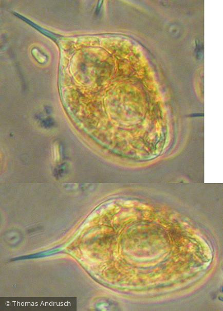 Phacus_spec_1271447831 - Euglenophyta Euglenophyceae Euglenales Phacus sp.