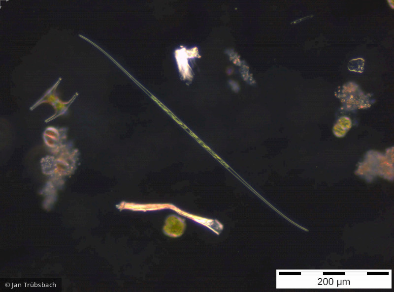 Closterium_aciculare_1254128471 - Chlorophyta Conjugatophyceae Desmidiales Closterium aciculare