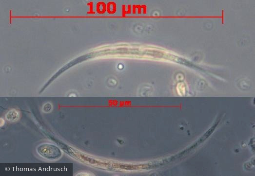 Chlorophyta Conjugatophyceae Desmidiales Closterium acutum var. variabile