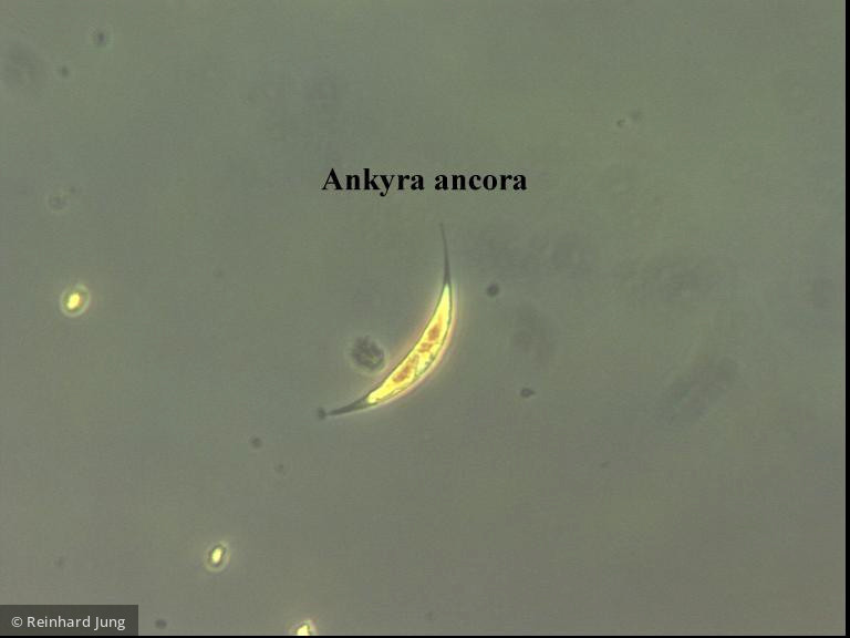 Ankyra ancora · Chlorophyta Chlorophyceae Chlorococcales