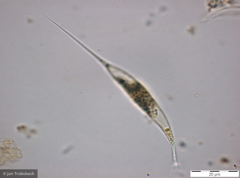 Ankyra ancora · Chlorophyta Chlorophyceae Chlorococcales · 1000x