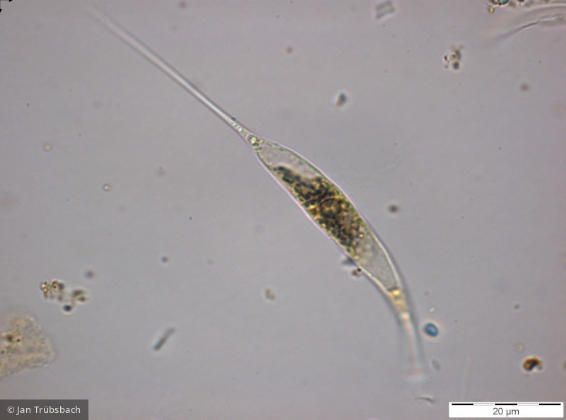 Ankyra ancora · Chlorophyta Chlorophyceae Chlorococcales · 1000x