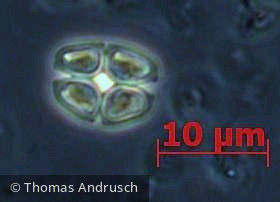 Chlorophyta Chlorophyceae Chlorococcales Willea apiculata