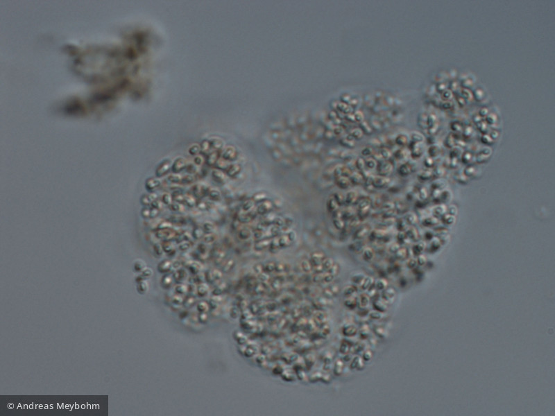 Aphanothece_bachmannii_1223542164