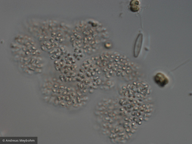 Aphanothece_bachmannii_1223542334