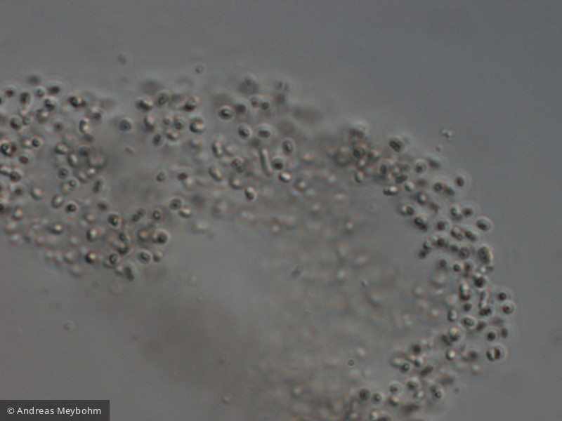 Aphanothece_bachmannii_1223542427