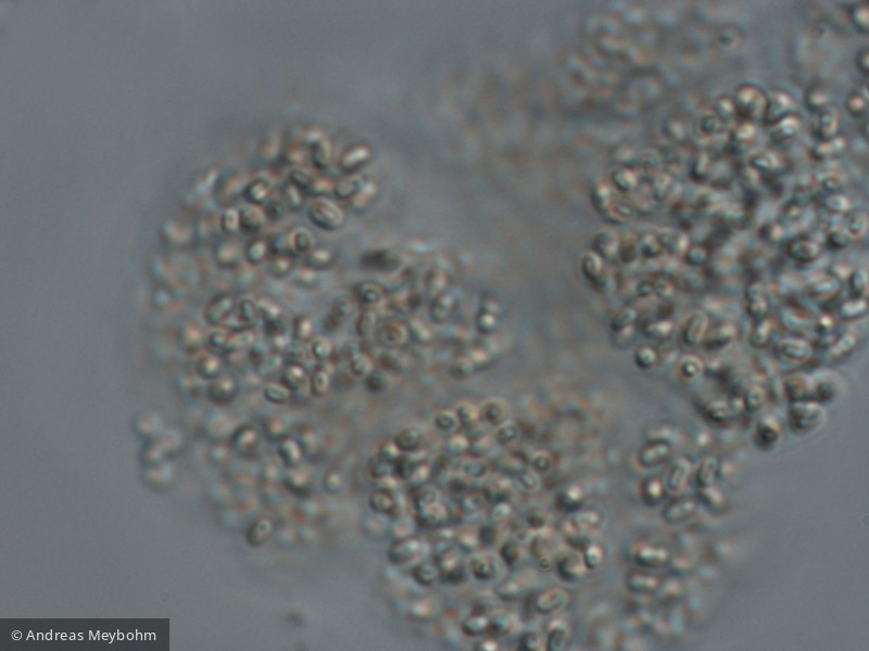 Aphanothece_bachmannii_1223542514