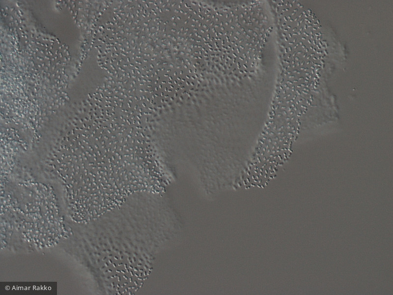 Aphanothece_bachmannii_1231921443