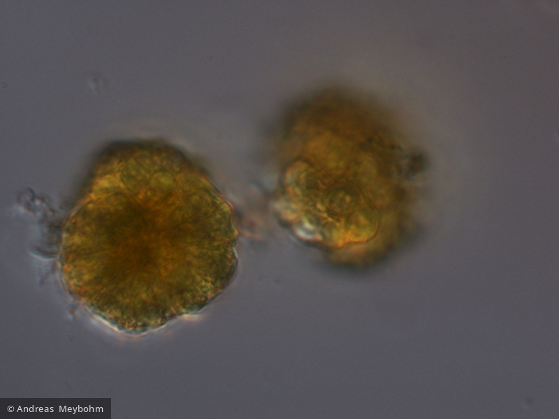 Botryococcus_braunii