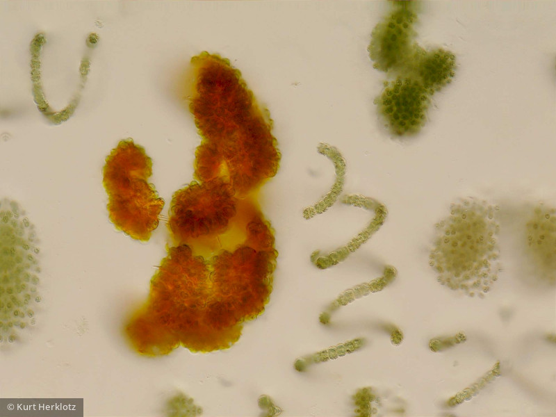 Botryococcus_braunii_1236065766