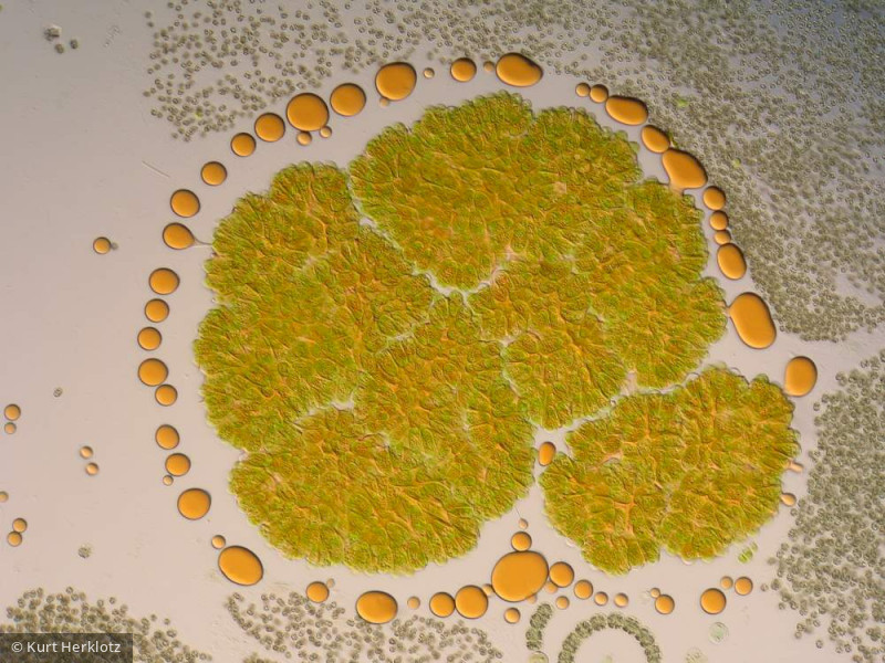 Botryococcus_braunii_1236065911