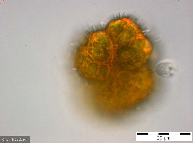 Botryococcus_braunii_1255004724