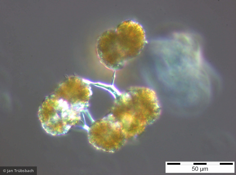 Botryococcus_braunii_1256217203