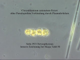 Chrysidiastrum_catenatum_1226581482