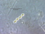 Chrysidiastrum_catenatum_1226581624