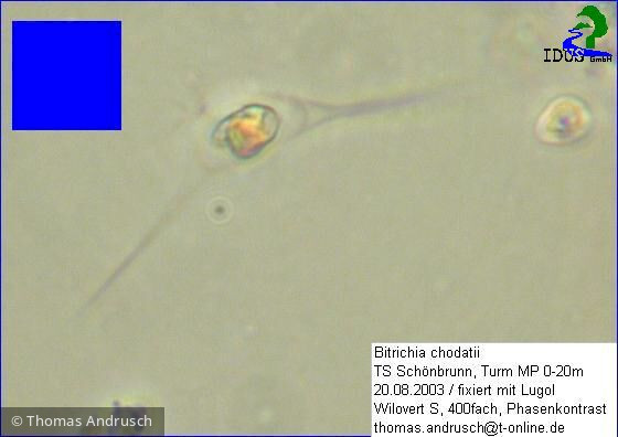 Bitrichia_chodatii_1238673894