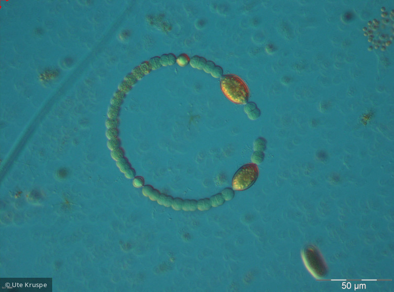 Anabaena_circinales_1260801172 - Cyanobacteria Cyanobacteria Nostocales Dolichospermum circinale