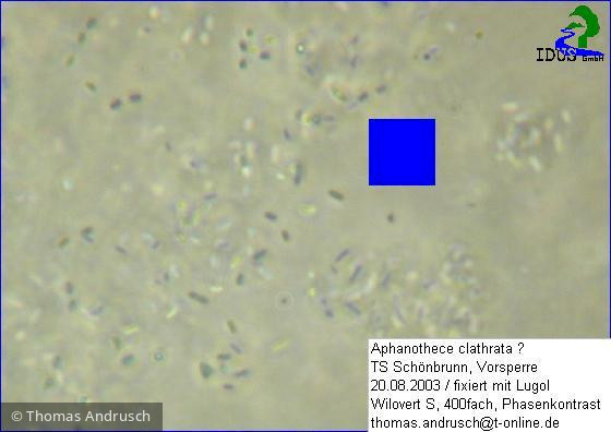 Aphanothece_clathrata_1238674645