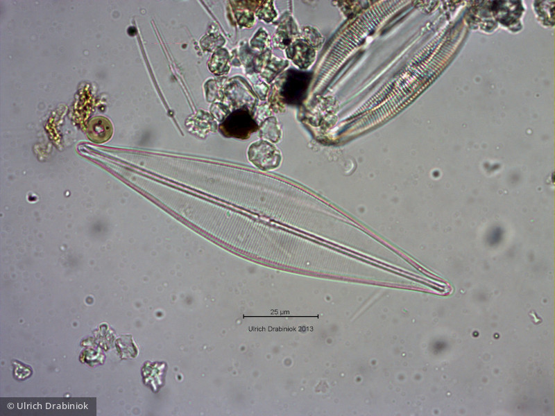 Heterocontophyta Bacillariophyceae Pennales Craticula cuspidata