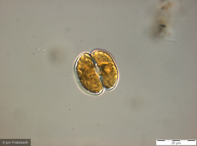 Chlorophyta Conjugatophyceae Desmidiales Cosmarium depressum var. planctonicum
