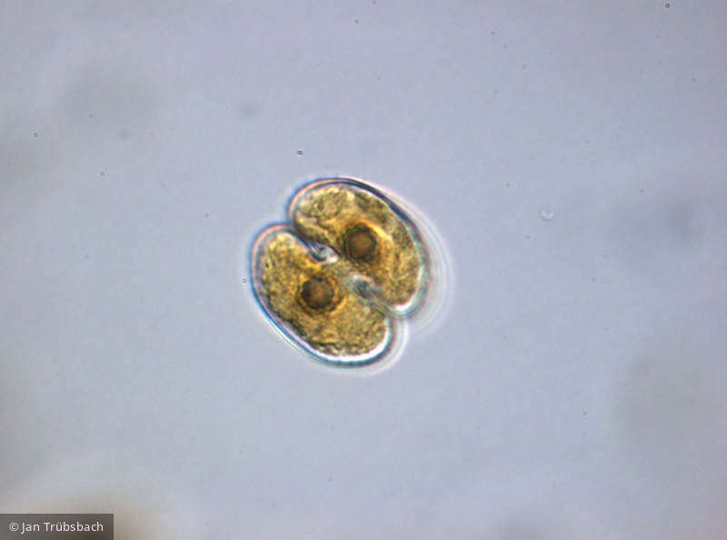 Chlorophyta Conjugatophyceae Desmidiales Cosmarium depressum var. planctonicum