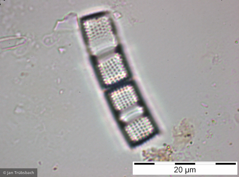 Aulacoseira_distans_1227773470