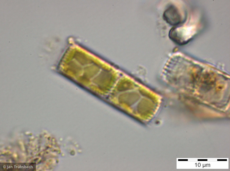 Aulacoseira_distans_1255441635