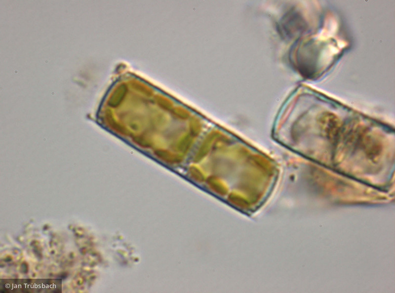 Aulacoseira_distans_1255441721