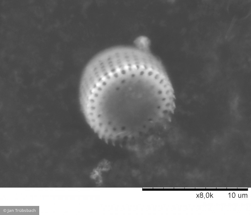 Aulacoseira_distans_1273046558