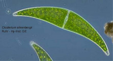 1219236401Closterium_ehrenbergii_att