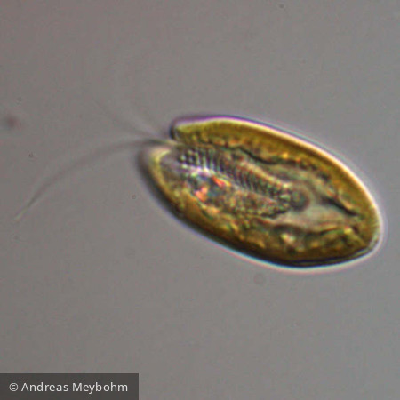 Cryptomonas ovata/erosa - Cryptophyceae Cryptophyceae Cryptomonadales Cryptomonas erosa/ovata/phaseolus