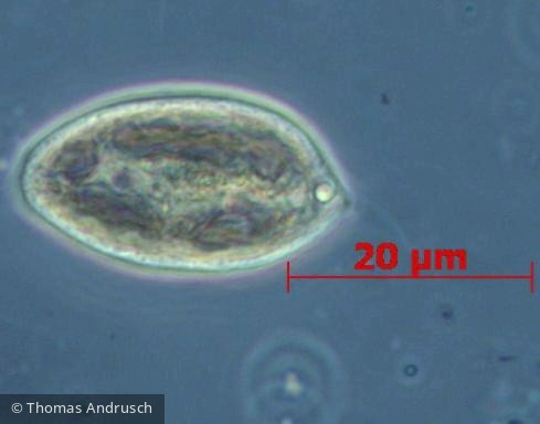 Cryptophyceae Cryptophyceae Cryptomonadales Cryptomonas erosa/ovata/phaseolus