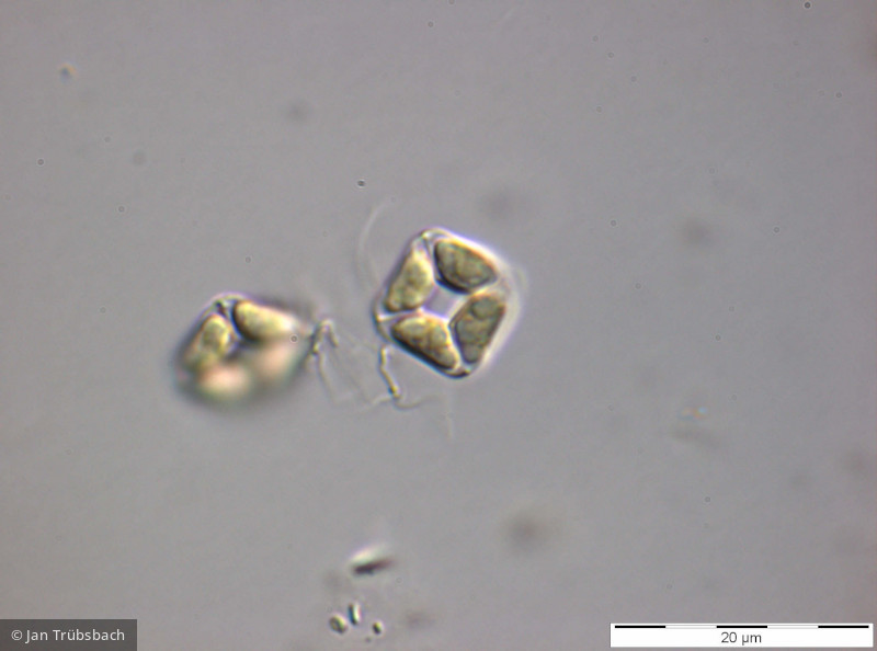 Chlorophyta Chlorophyceae Chlorococcales Crucigenia fenestrata