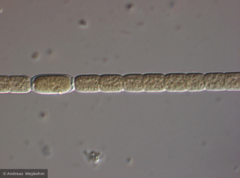 Aphanizomenon flos-aquae · Cyanobacteria Cyanobacteria Nostocales