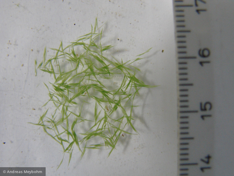 Aphanizomenon flos-aquae · Cyanobacteria Cyanobacteria Nostocales