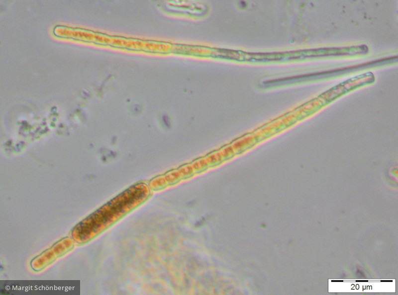 Aphanizomenon flos-aquae · Cyanobacteria Cyanobacteria Nostocales · 400x