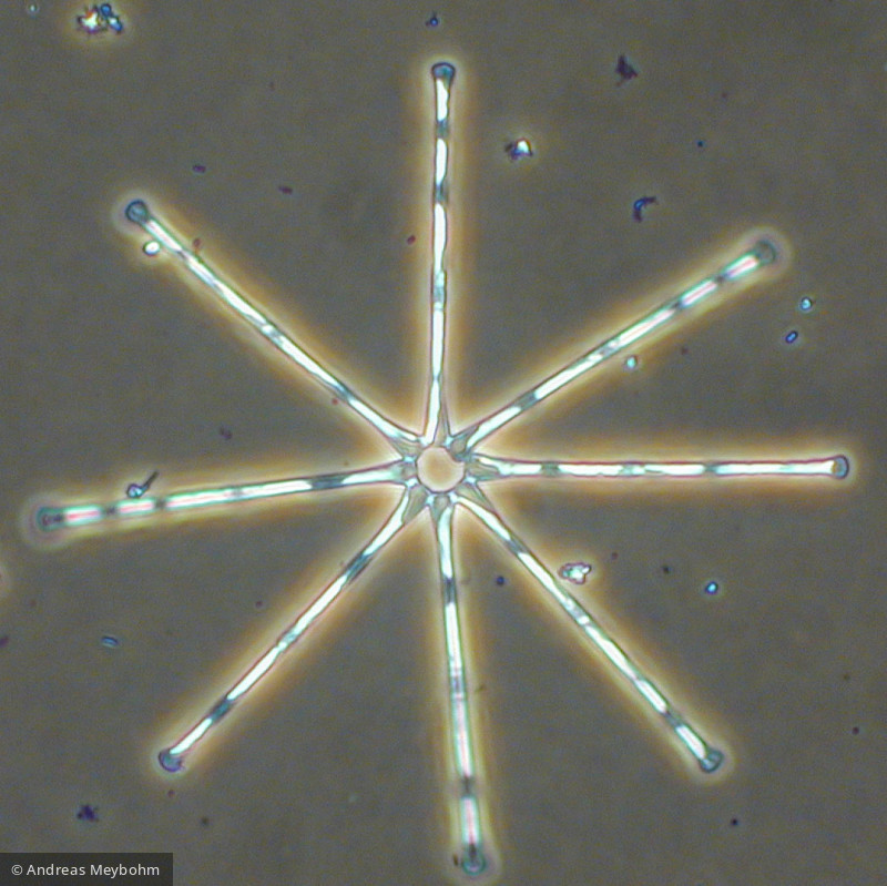 Asterionella formosa