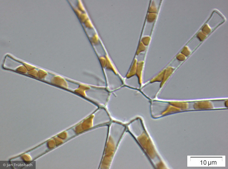 Asterionella_formosa_1221142576