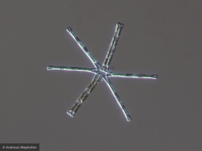 Asterionella_formosa_1221142722