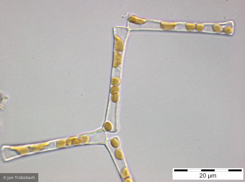 Asterionella_formosa_1255005166