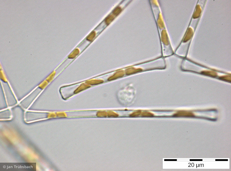 Asterionella_formosa_1255005488