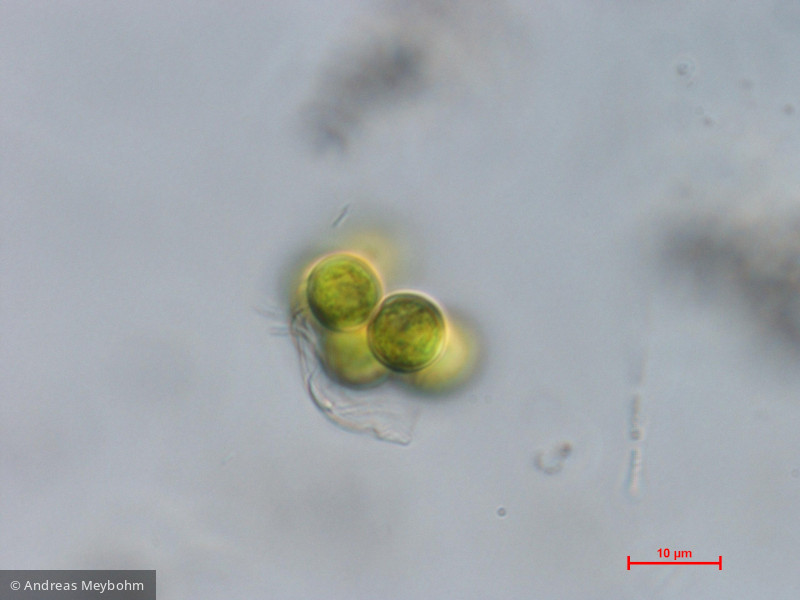 Chlorophyta Chlorophyceae Chlorococcales Coenochloris fottii