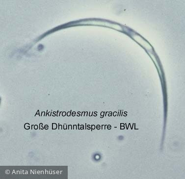 Ankistrodesmus gracile 1 - Chlorophyta Chlorophyceae Chlorococcales Messastrum gracilis