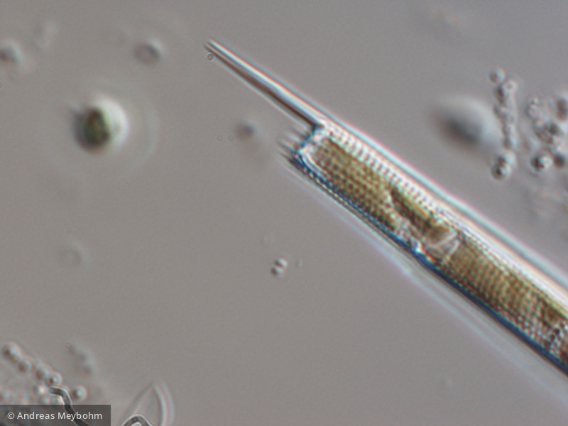 Aulacoseira_granulata_1221119452