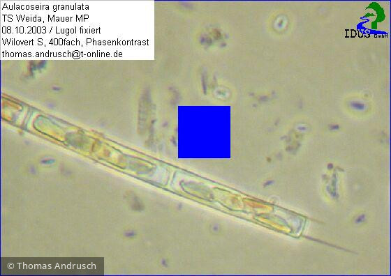 Aulacoseira_granulata_1238686067