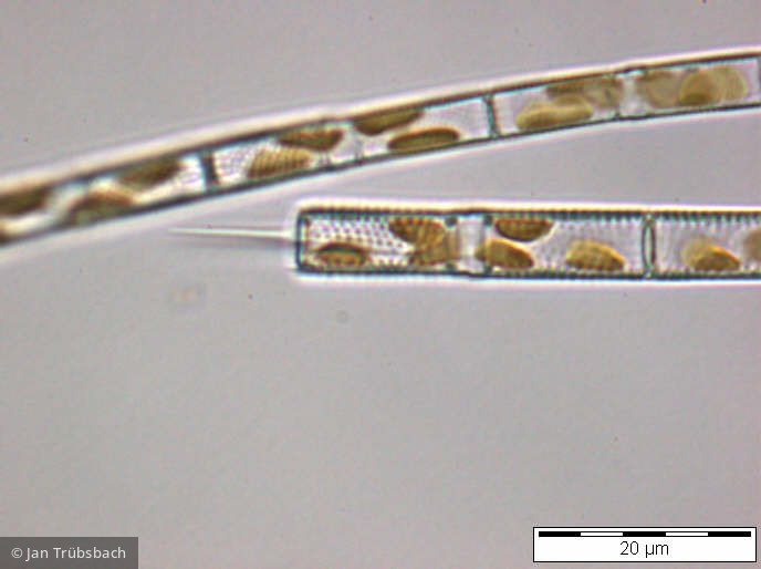 Aulacoseira_granulata_1254495423