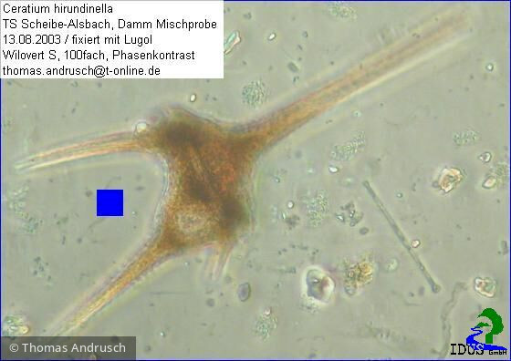 Ceratium_hirundinella_1238671230 - Dinophyta Dinophyceae Peridiniales Ceratium hirundinella