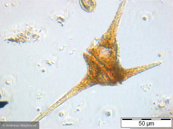 Ceratium_hirundinella_1251459628 - Dinophyta Dinophyceae Peridiniales Ceratium hirundinella