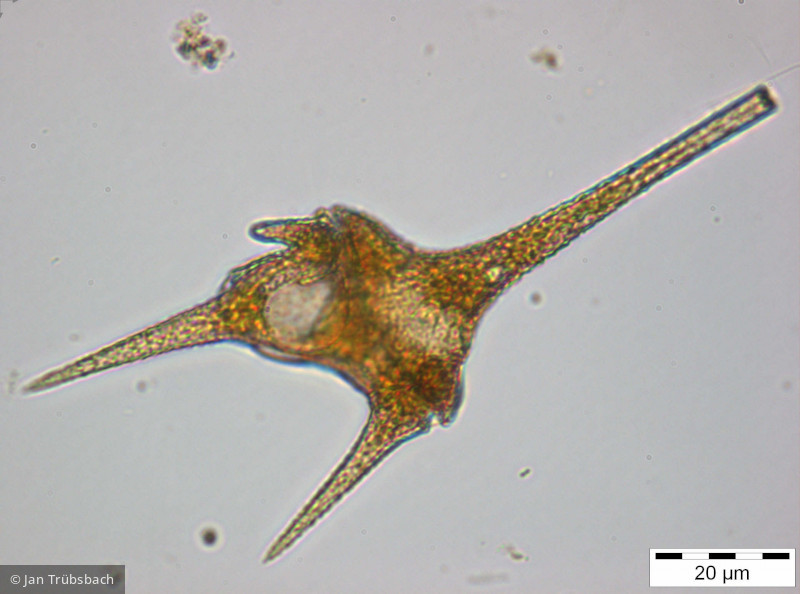 Ceratium_hirundinella_1253796700 - Dinophyta Dinophyceae Peridiniales Ceratium hirundinella