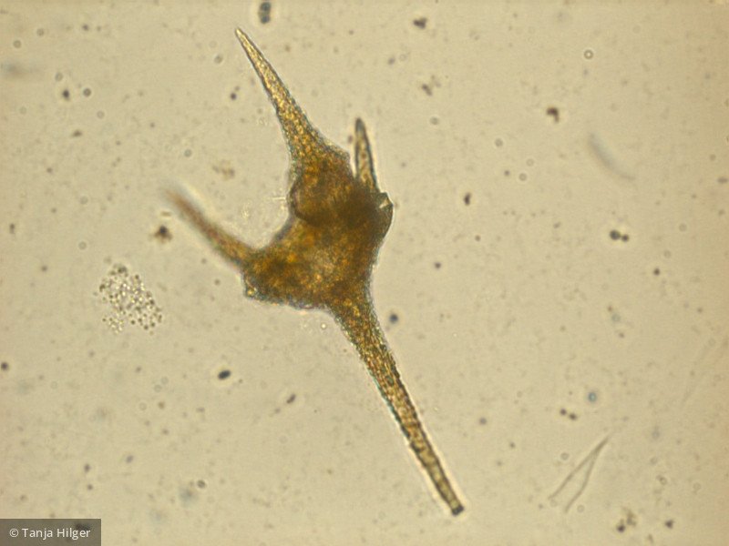 Dinophyta Dinophyceae Peridiniales Ceratium hirundinella
